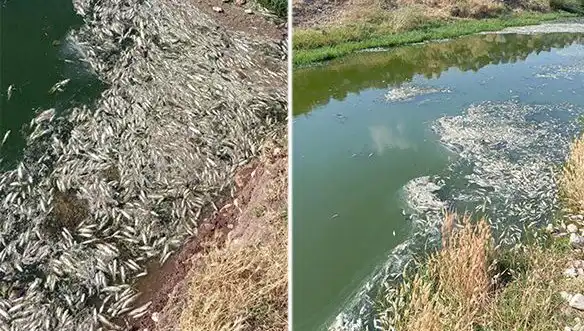 Karasu Çayı'nda Balık Ölümleri: Sebepleri ve Çevresel Etkileri Araştırılıyor