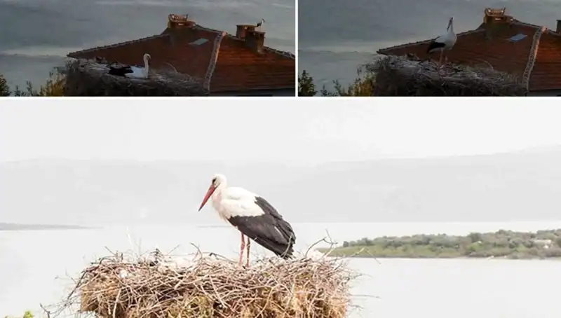 Yaren Leylek Depremi Önceden Hissetti: Doğa, Bizlere Neler Söylüyor?