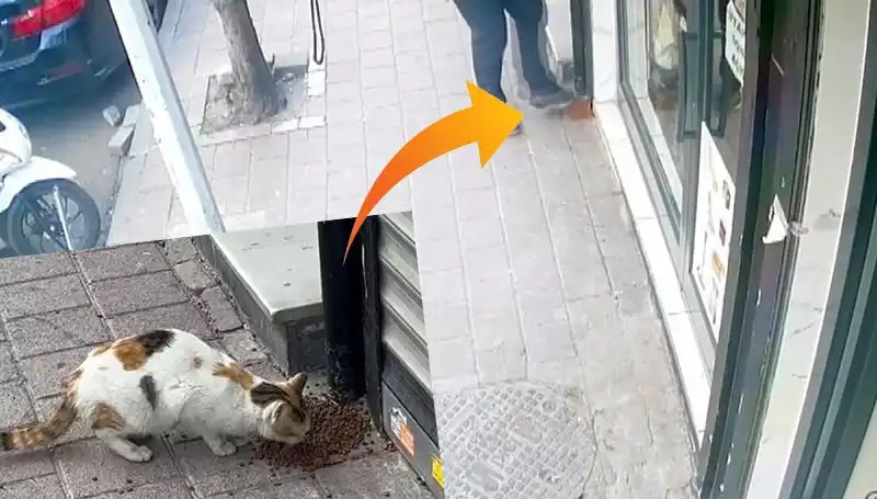 Çılgın Kediler, Mama Paketlerini Dağıtıp Sokağa Kaçtı!