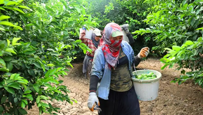 Marketler Başladı, Patatesin Kilosu 150 Lirayı Aştı!