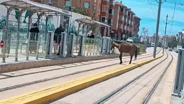 Eskişehir Tramvay Raylarında Başıboş Atın Gizemli Seyahati