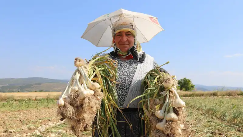 Sıcakların Gözde Mesleği: Kavurucu Sıcaklarda Günlük 1200 TL Kazananlar