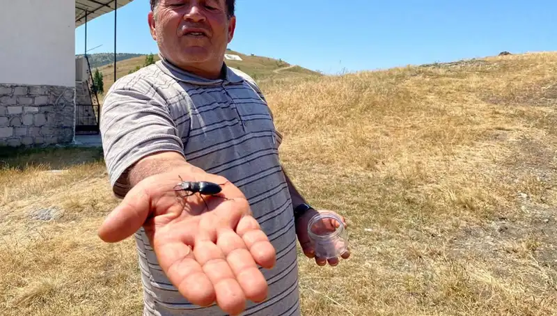 Sivas'ta Görülen Bu Böceği Öldürmenin Cezası Duyunca Şaşıracaksınız!