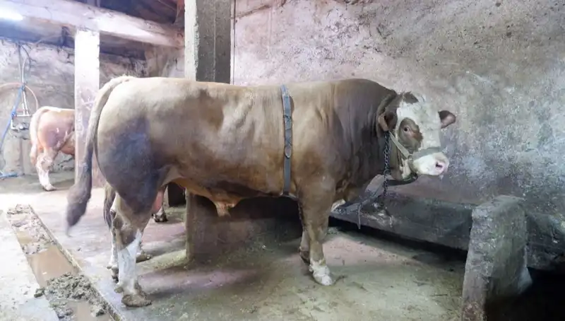 Tam 1 Ton 200 Kilo! Eşsiz Ürün Yeni Sahibine Kavuştu
