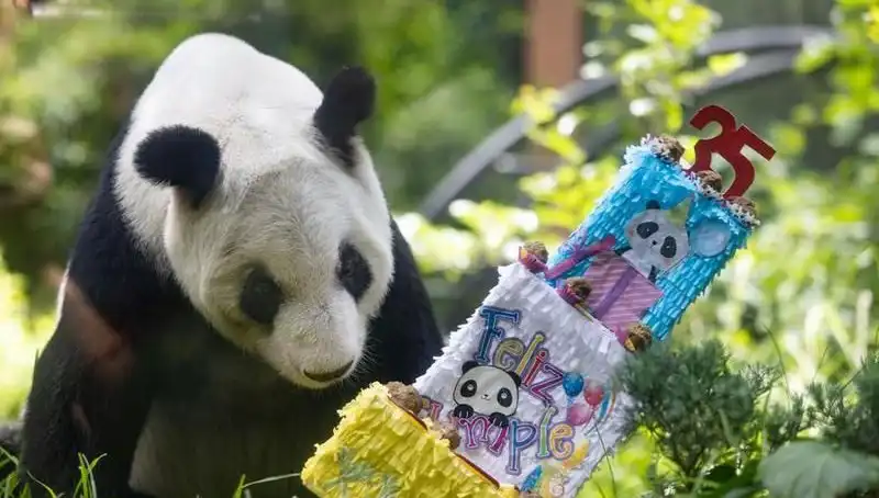 Dev Panda Xin Xin 35. Yaş Gününü Kutladı: Hayranlarıyla Buluştu