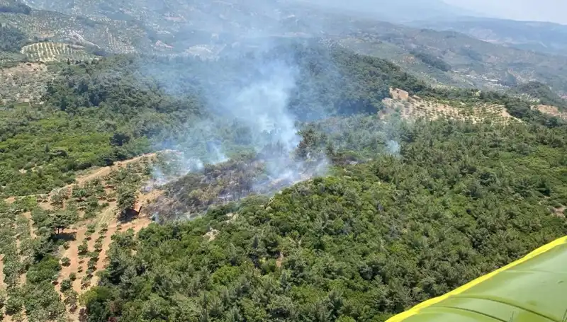 Aydın'da Korkutan Orman Yangını: Nedenleri ve Mücadele Süreci