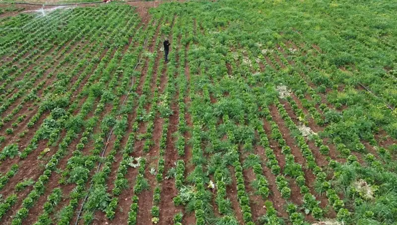 Kuraklık, Marul Hasadını Tehdit Ediyor: Çiftçiler Zor Durumda!