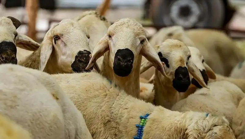 Kurban Bayramı 2025: Kurban Kesmek Farz mı? İşte Cevaplar!