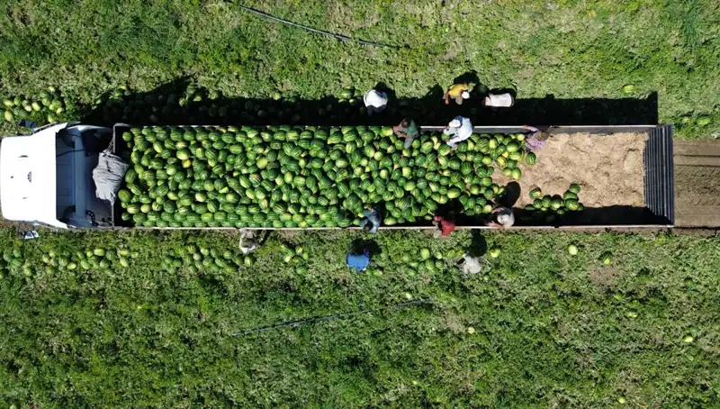 Bafra Ovası'nda Tarımsal Üretim Patlıyor: 94 Bin 500 Ton Karpuz Beklentisi