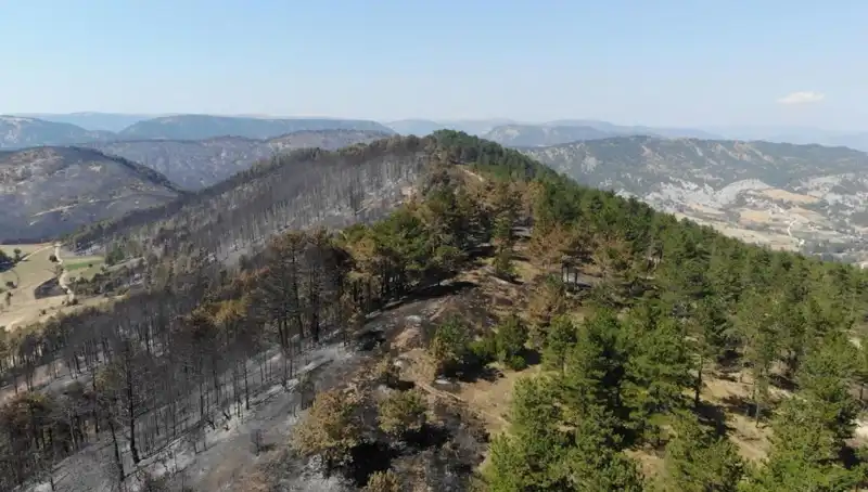 Bolu'da 5 Milyon Fidan Projesi ile Yeşil Gelecek İçin Adım Atıldı