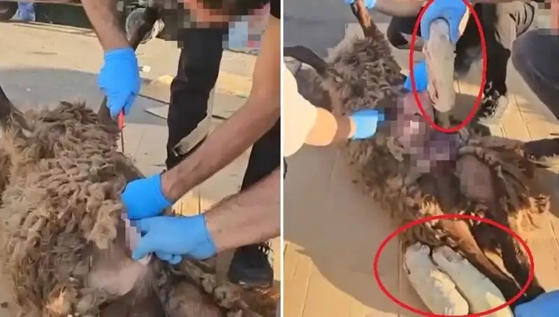 Ölü Koyunun Karnındaki Şok Edici Malzeme: Zehir Tacirlerinin Yeni Yöntemi