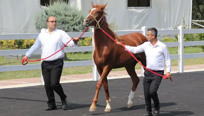 Taşkın Kral, Doğa Tarihine Geçerek Rekor Kırdı!