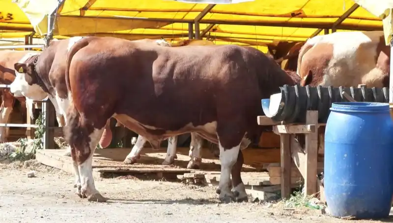 Kurban Pazarlarında Fiyatlar Yükseliyor, Alıcılar Ne Yapacak?