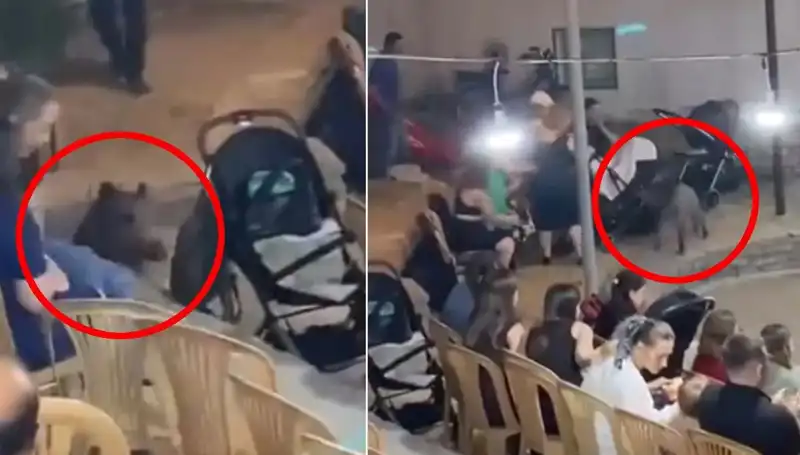 Düğün Sahnesini Basan Yaban Domuzu: Konuklar Ne Kadar Şaşırdı?