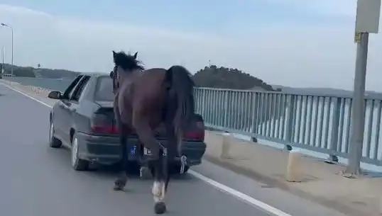Adana'da İki Kişi Ata Eziyet Yüzünden Tutuklandı